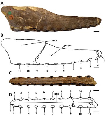 Cimoliopterus