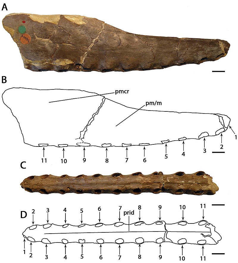 Species New to Science: [Paleontology • 2019] On Targaryendraco wiedenrothi  gen. nov. (Pterodactyloidea, Pteranodontoidea, Lanceodontia) and  Recognition of A New Cosmopolitan Lineage of Cretaceous Toothed  Pterodactyloids