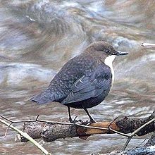 White-throated dipper, found along fast-flowing streams and rivers. Cinclus cinclus -Scotland-4-4c.jpg