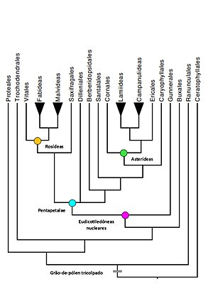Posição filogenética no contexto das eudicotiledóneas (alterado de Angiosperm Phylogeny Group).