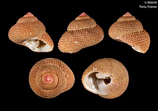 <i>Clanculus pini</i> Species of gastropod