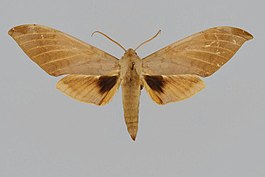 Clanis deucalion