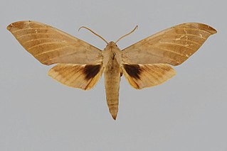 <i>Clanis deucalion</i> Species of moth