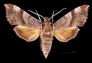 <i>Clarina</i> (moth) Genus of moths