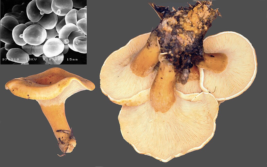 File:Clitocybe acromelalga 99 11 2 0002.jpg