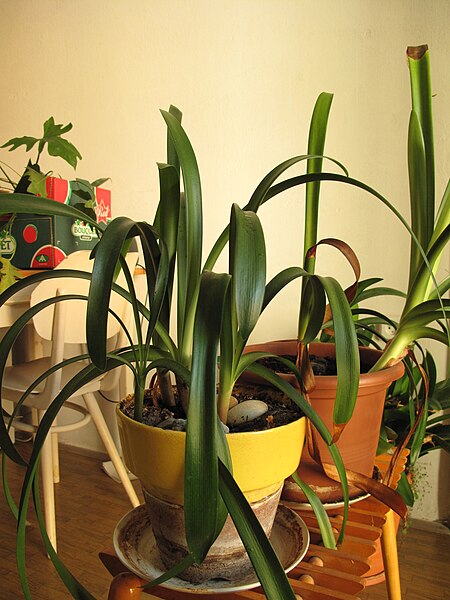 File:Clivia spp. (001).jpg