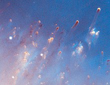 A closer view of knots in the nebula Close-Up of the Helix Nebula.jpg