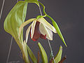 Coelogyne usitana