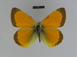 Colias lada