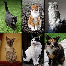 Collage de six chats-02.jpg