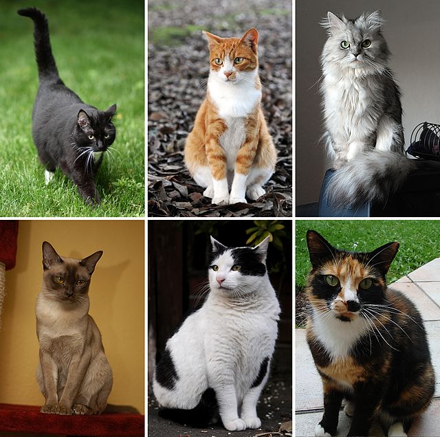 Descripcion d'l'imatge Collage of Six Cats-02.jpg.