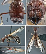 Colobopsis explodens queen. (a) full-face view, (b) frontal shield (c) lateral view, (d) dorsal view, (e) forewing with indicated measurements 2r and 4RsM