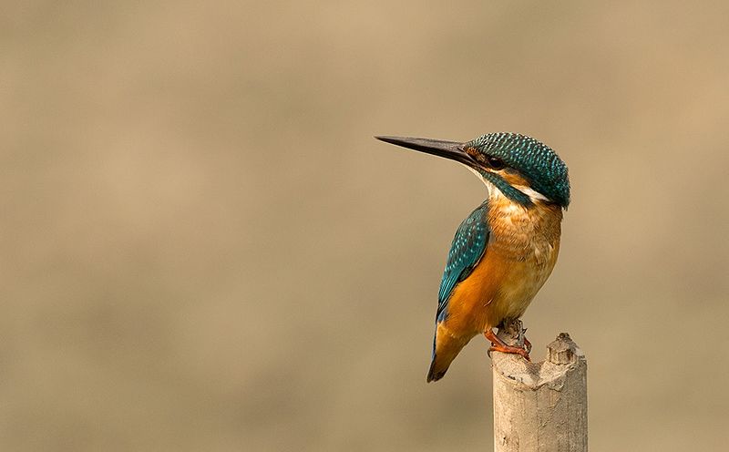 File:Common Kingfisher SKJ.jpg