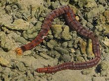 Conspicuous Sea Cucumber, Coconut Island, Hawaii Conspicuous Sea Cucumber, Coconut Island, Hawaii.JPG