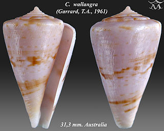 <i>Conus wallangra</i> species of mollusc