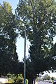 English: An elm in Cootamundra, New South Wales, trimmed to allow the power line to pass through.