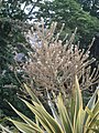 Cordyline australis cv.