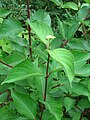 Cornus hemsleyi