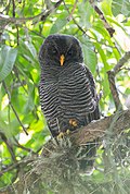 Coruja zebra (Strix huhula)