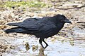 * Nomination A raven, Corvus corax, standing in a puddle at Bonny Doon Beach in Davenport, California. --Grendelkhan 04:37, 22 May 2024 (UTC) * Promotion  Support Good quality. --Scotch Mist 06:03, 22 May 2024 (UTC)