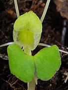 Corybas walliae