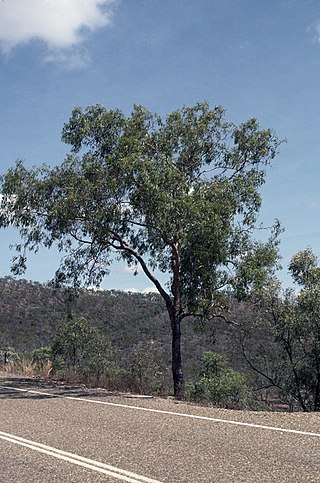 <i>Corymbia hylandii</i> Species of plant