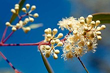 buds and flowers Corymbia trachyphloia buds.jpg