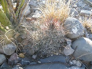 Coryphantha pseudoechinus (5710283189) .jpg