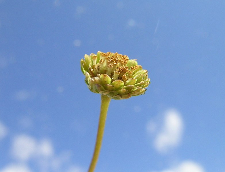 File:Cotula australis flowerhead1 (8422075047).jpg