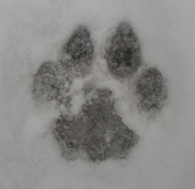 Front paw print of a cougar. An adult paw prin...