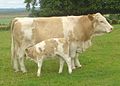 Simmental cow with calf