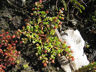 <i>Crassula decumbens</i> Species of plant