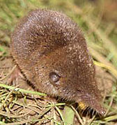 Brown shrew