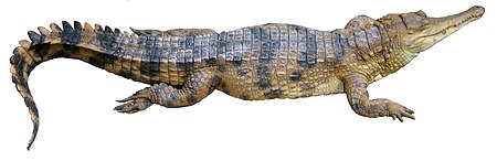 Fail:Crocodylus cataphractus faux-gavial d'Afrique2 white background.JPG