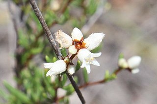 <i>Cryptandra debilis</i> Species of flowering plant