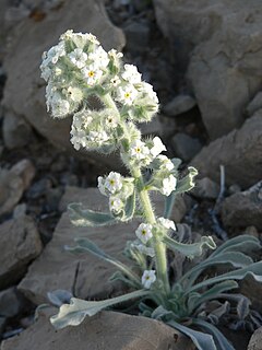 <i>Cryptantha virginensis</i> Species of flowering plant