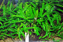 Cryptocoryne wendtii.JPG