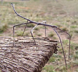 Ctenomorphodes chronus Species of stick insect