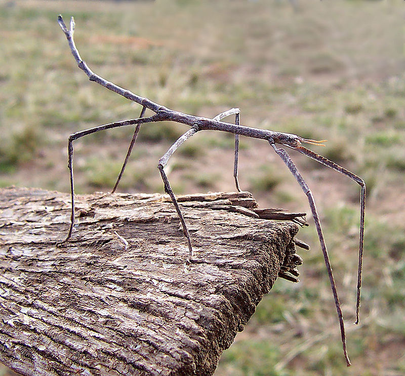 long twig like bug