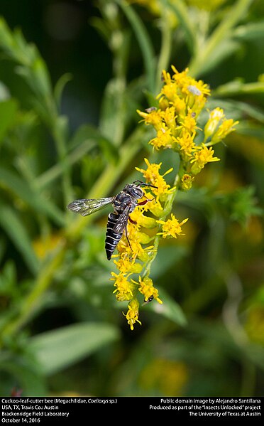 File:Cuckoo-leaf-cutter bee (Megachilidae, Coelioxys sp.) (31007971206).jpg