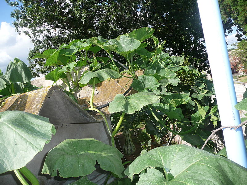 File:Cucurbita maxima "zapallo plomo" (Costanzi temp2) hojas plasmolizadas por corte de comunicación con la raíz y Cucurbita argyrosperma "calabaza rayada o cordobesa" (Florensa) a la derecha fruto CaF05 20160301.JPG