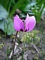 Cyclamen pseudibericum close-up flower