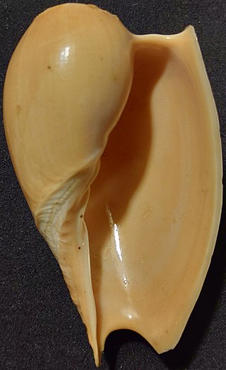 <i>Cymbium souliei</i> Species of gastropod