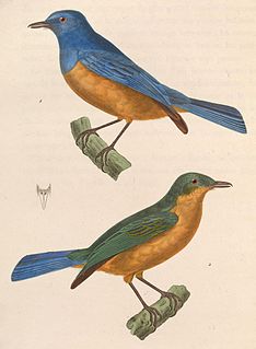 Timor blue flycatcher Species of bird