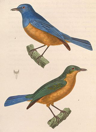 <span class="mw-page-title-main">Timor blue flycatcher</span> Species of bird