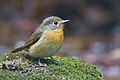 Hill Blue Flycatcher (Cyornis banyumas) female, Mae Wong National Park, Nakhon Sawan, Thailand