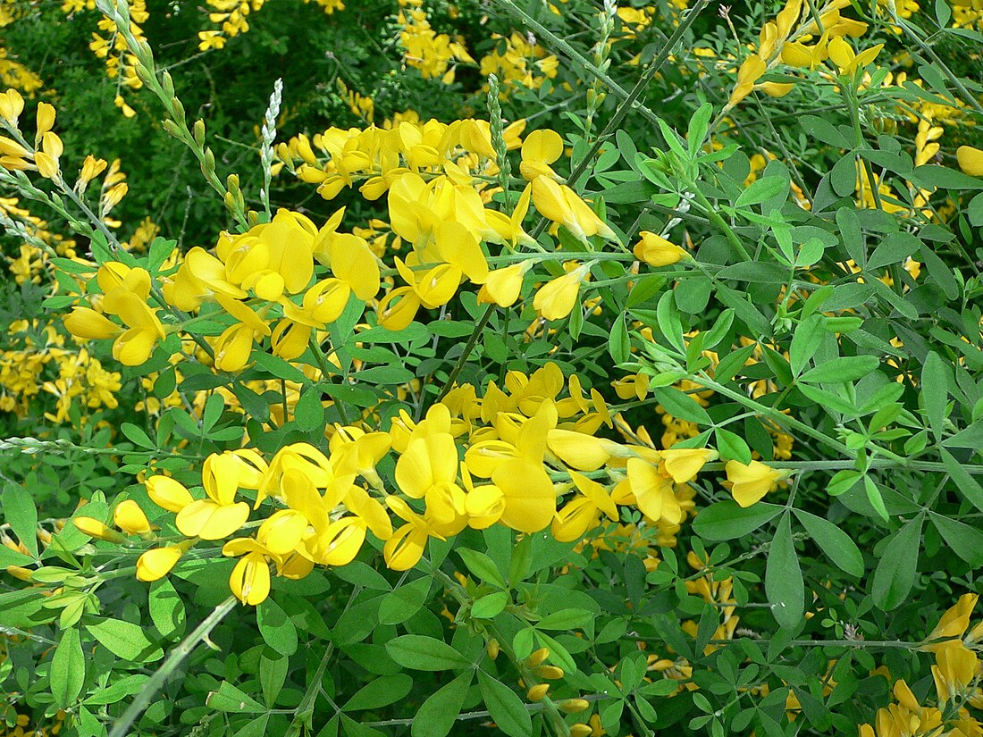 Genista stenopetala