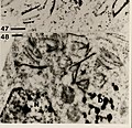 Cytological methods for the detection, identification, and characterization of orchid viruses and their inclusion bodies (1985) (20639845938).jpg