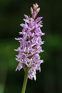 <i>Dactylorhiza fuchsii</i> species of plant