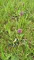 Dactylorhiza majalis Germany - Gütenbach